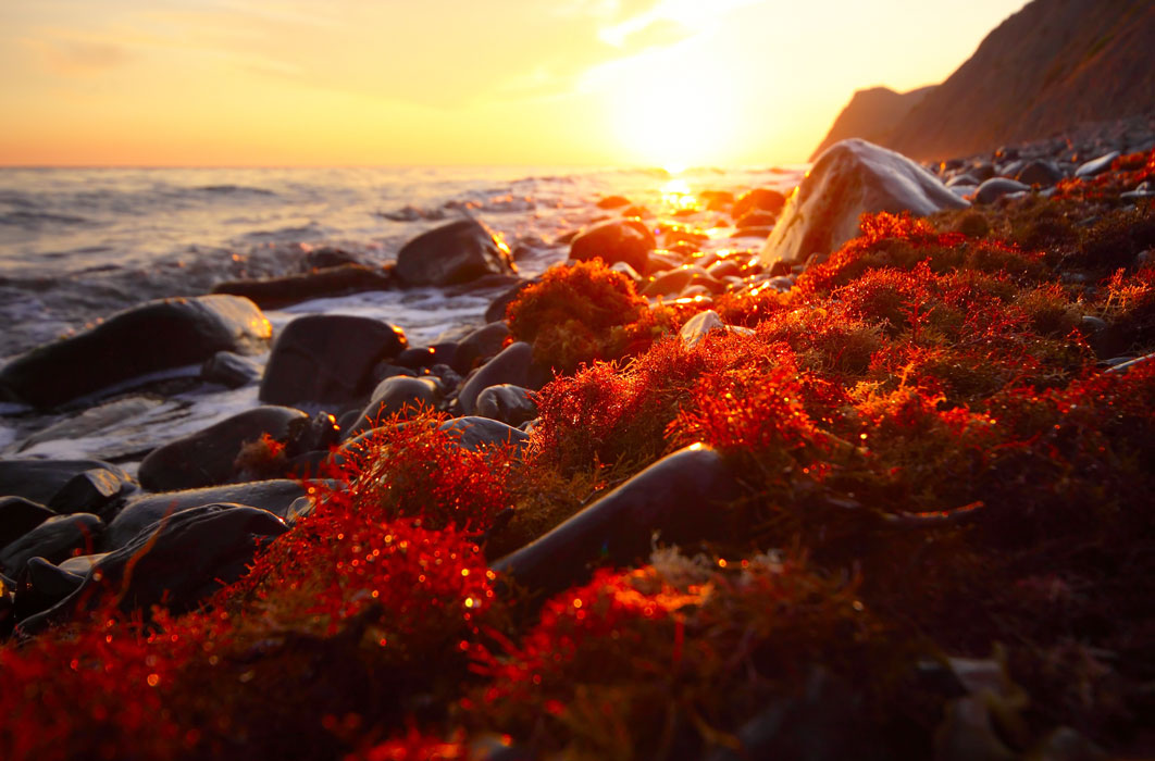 Astaxanthin
